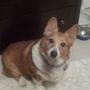 Meet your Posher, Dawn